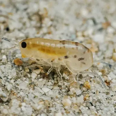 Beach Hopper