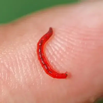 Small Blood Worm on Fingertip