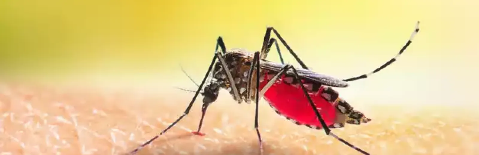 mosquito on skin