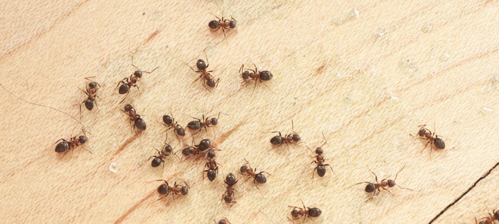 ants on a wooden floor