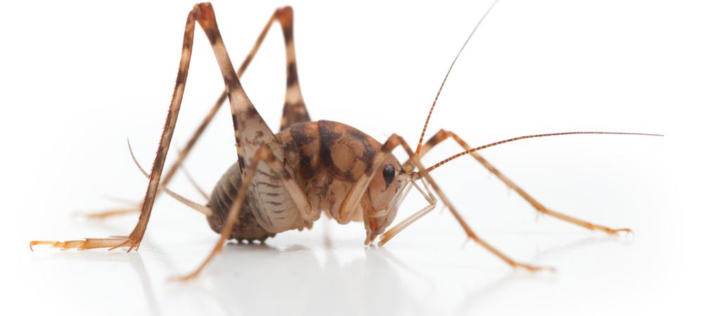 Camel Cricket (aka Cave Cricket)