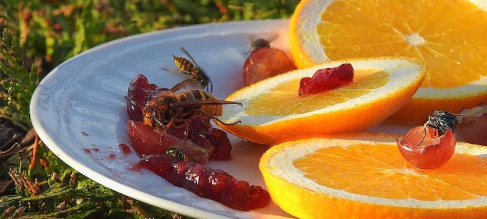 Wasp on Plate with Red Jelly and Oranges